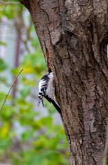 Female Hairy Woodpecker and female Downy Woodpecker
