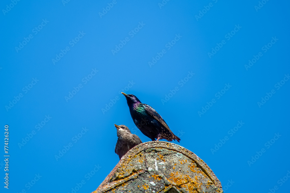 Canvas Prints the common starling or European starling Stumus vulgaris perched on a roof with young baby chick and blue sky in the background