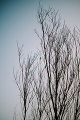 growing tree branches with a beautiful view of the clear sky and clouds