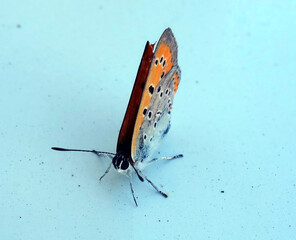 A butterfly with closed wings sits on the ground
