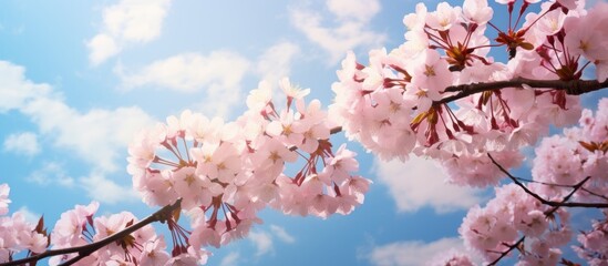 A tree covered in delicate pink blossoms stands out against a clear blue sky in a beautiful natural setting