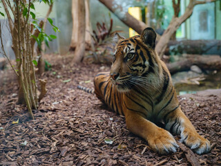 Bengal tiger in his enclosure, walk in Frankfurt Zoological garden, founded in 1858 and second oldest zoo in Germany - Powered by Adobe