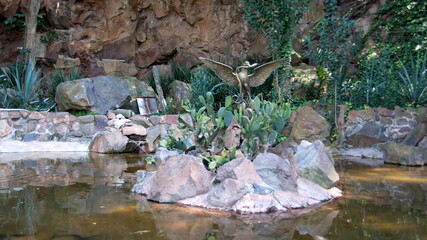 Cactus garden in a water feature at Chapultepec Castle in Chapultepec Park in Mexico City, Mexico
