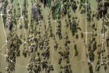 Dry Cannabis flowers plant Closeup with fresh fan leaves cola pistil trichomes and sugar leaves....