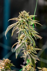Cannabis flowers plant Closeup with fresh fan leaves cola pistil trichomes and sugar leaves. Cola...