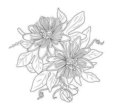 Passiflora incarnata outline drawing. Maypop, true or purple passion flower, wild apricot, wild passion vine doodle black ink sketch, woodcut style. Vector line art botanical illustration isolated.