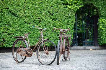 Fototapeta na wymiar Old decay bicycle on green vine climbing garden wall outdoor. Rust Classic bike old bicycle on green garden wall retro style. Vine plant green leaves partition background.