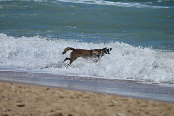 A playful dog tries to catch waves with his mouth at the beach of Benidorm-Spain on a stormy April day.