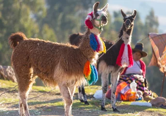Zelfklevend Fotobehang Llama in Peru © Galyna Andrushko