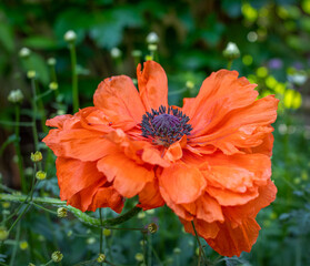 Orange Poppy Close Up