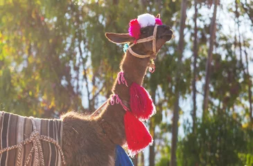 Foto op Plexiglas Llama in Peru © Galyna Andrushko