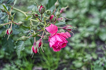 red and green