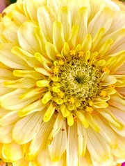 yellow flower close up 