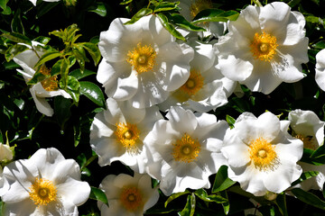 Cherokee Rose the state flower of Georgia, USA
