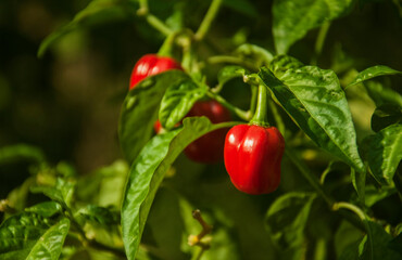 Habanero Pepper Plant with Red Fruits in the Garden. Habanero pepper plant with vibrant red fruits....