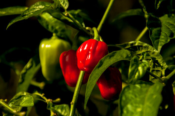 Habanero Pepper Plant with Red Fruits in the Garden. Habanero pepper plant with vibrant red fruits....