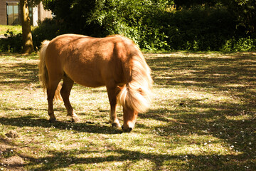 Honey color pony grassing in a pasture. Pony grazing in the paddock close-up. Little cute red hair...