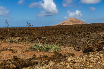 Hiking trail to Caldera Blanca. Agaves (Agave) in the lava field. Los Volcanes Natural Park, Lanzarote, Canary Islands, Spain