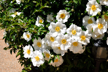  Cherokee rose bush at garden area