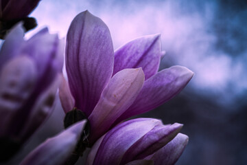 Beautifully colored magnolia in full bloom on spring in Prague, Czech Republic, Europe. Spring...