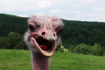 Deurstickers The ostrich curiously observes the photographer © tonysk