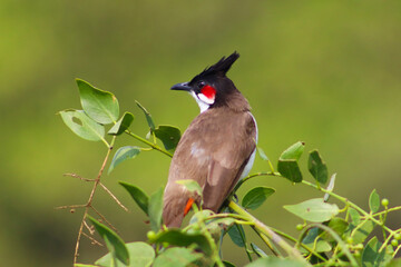 Little Cute Red Whiskered Bulbul Bird Resting On The Tree