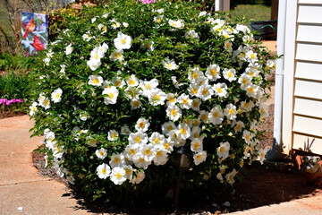 Cherokee rose bush at garden area