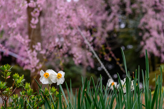 水仙と桜の花