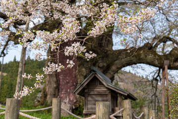 桜のある風景