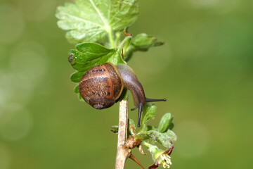 Garden snail (Cornu aspersum) crawling on a twig  of a flowering  European gooseberry (Ribes uva-crispa). Family Grossulariaceae. Dutch garden. Spring, April, Netherlands	