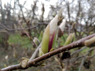 Spring colors bring forth a vibrant palette of pastel hues, blossoming flowers, and fresh greenery,...