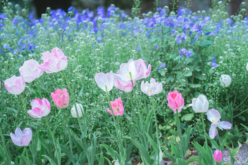 埼玉の公園に咲く美しいチューリップ