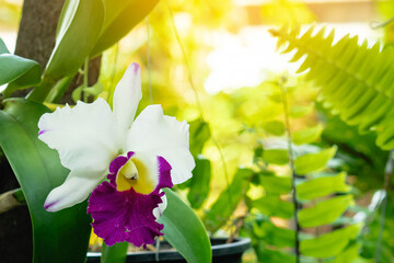 Close up to Cattleya trianae, also known as Flor de Mayo or Christmas orchid. Beautiful white orchid flower mixed with purple and yellow. Flower nature garden beautiful violet and white colour flower. - obrazy, fototapety, plakaty