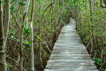View of wooden bridge in flooded rainforest jungle of mangrove trees. Old wood floor with bridge or walk way through in tropical mangrove forest. Trail extends under shady tree.Tropical exotic travel - obrazy, fototapety, plakaty