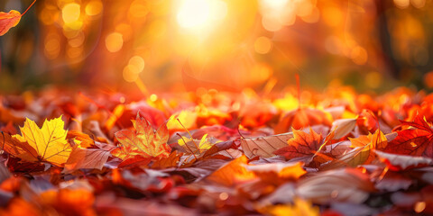 Autumn Splendor: Golden Sunlight Filtering Through Fall Leaves