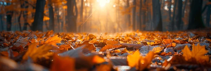 Fotobehang A serene autumn scene with warm sunlight streaming through a canopy © smth.design