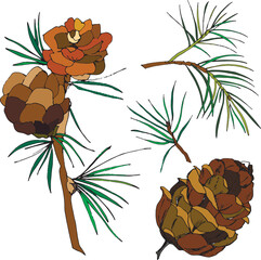 Set of vector illustrations of coniferous branches of larch,pine, fir branches,needles and cones of pine or cedar color.Natural elements of trees,botanical drawing, for New Year's decor, scientific