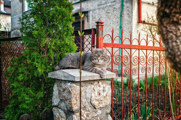 Gray cat sitting on parapet of a raft near the house in the light of the evening sun