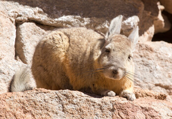 A close photo of southern viscacha