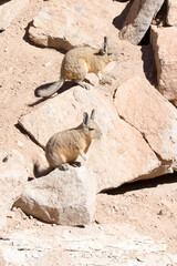A close photo of southern viscacha