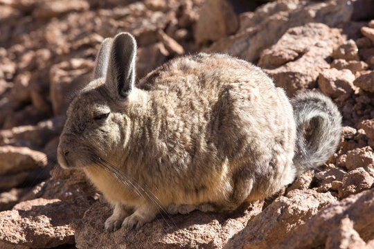 A close photo of southern viscacha