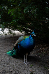 Fototapeta premium peacock in the park