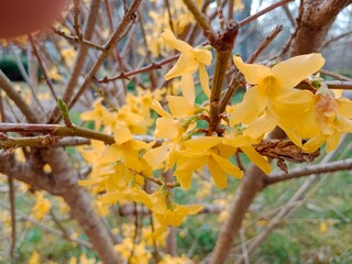 Spring colors bring forth a vibrant palette of pastel hues, blossoming flowers, and fresh greenery,...
