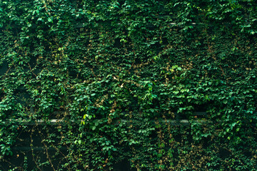 A big green leaf wall behind the building.