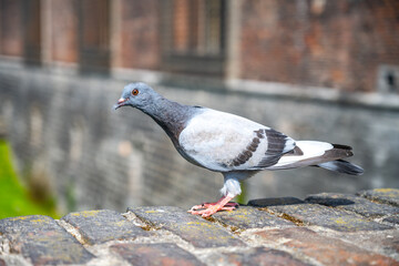 A pigeon with grey and white feathers stands alert on a textured, aged brick wall. The bird bright eyes and the detailed bricks are highlighted by natural light, offering a glimpse of urban wildlife - 774144846