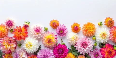Fotobehang A photo of colorful dahlias creating a bright and cheerful setting for children's art or greeting cards. © Алсу Канюшева