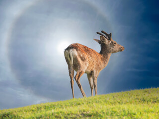 Naklejka na ściany i meble Japanese spotted deer in the field with halo sky.