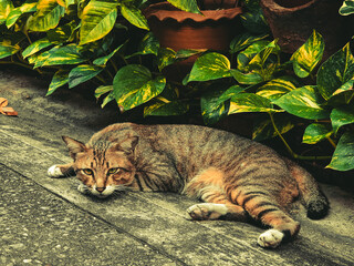 Stray tabby cat is resting by street tree