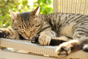 beautiful striped cat whiskas color sleeping in wicker chair in sunny garden, looks around, concept...