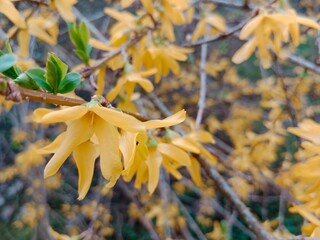 Spring colors bring forth a vibrant palette of pastel hues, blossoming flowers, and fresh greenery,...